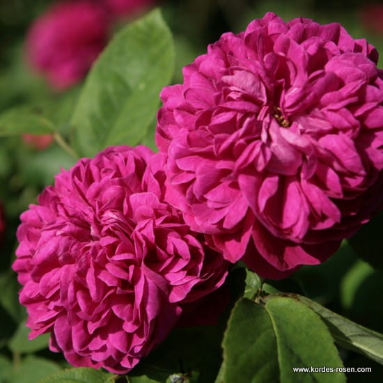 Róża Rose de Resht