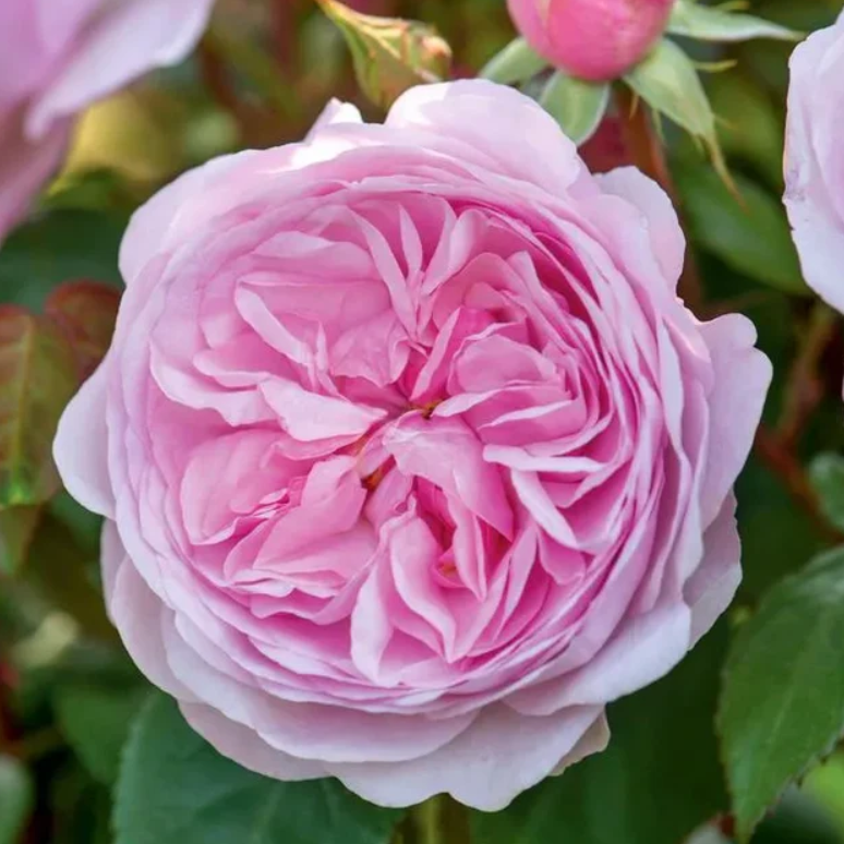 Róża Olivia Rose®