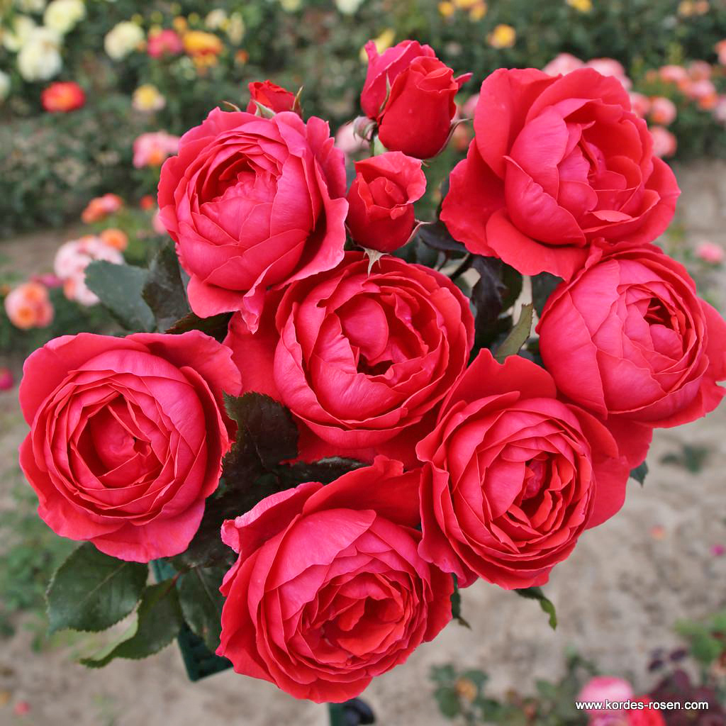 Róża Gartenprinzessin Marie José