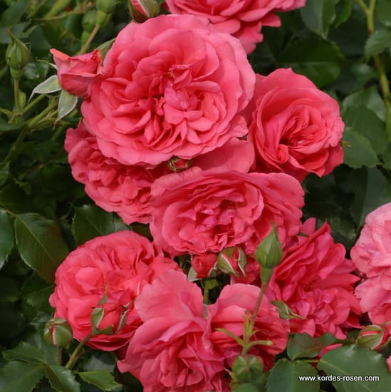Rosarium Uetersen® na pniu
