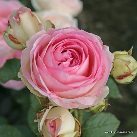 Róża Eden Rose® / Pierre de Ronsard®